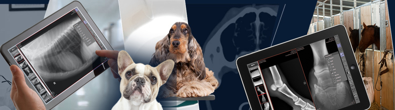radiografía digital veterinaria, prgf